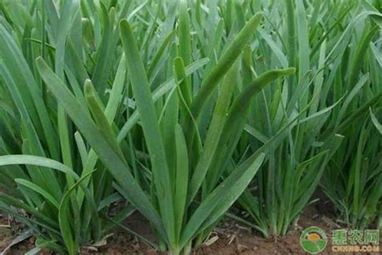 黄瓜种植用什么肥料