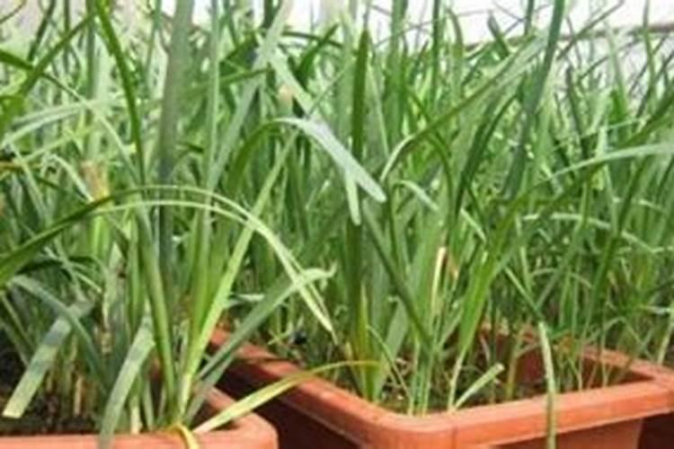 韭菜收割后要施什么肥料