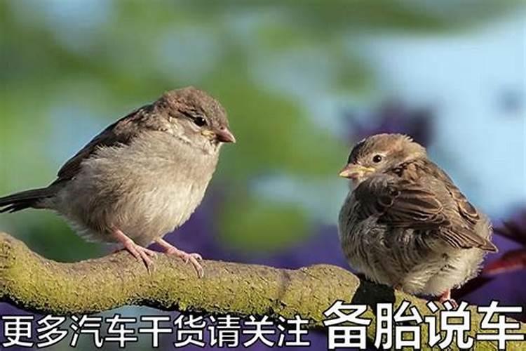 鸟屎可以做肥料吗