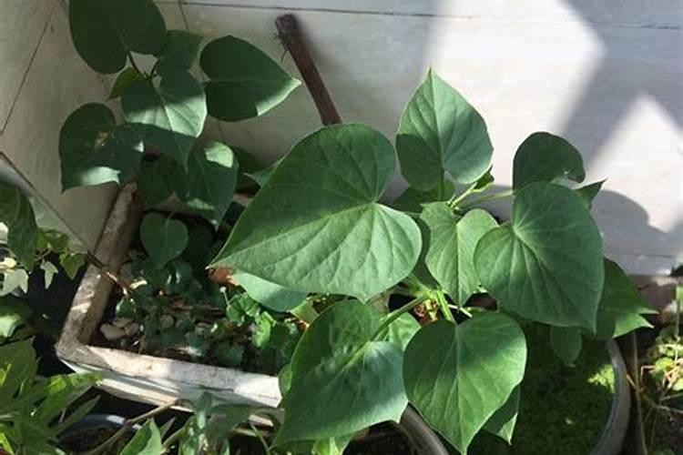 种地瓜用什么肥料最好