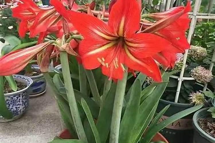 荷兰朱顶红种球怎样养殖