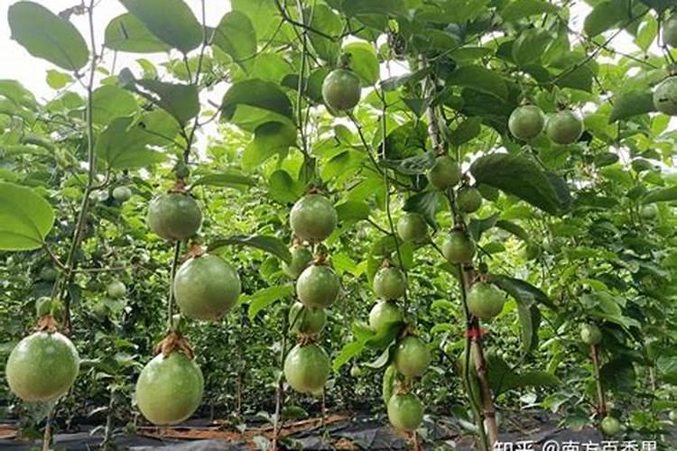 百香果多久施一次肥 施什么肥好