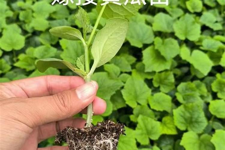 黄瓜生根最好的肥料 黄瓜生根最好的肥料介绍