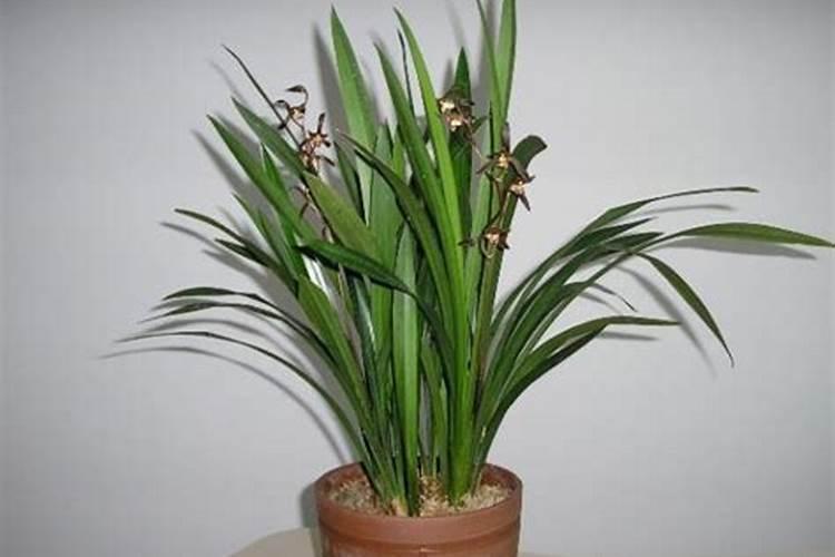 墨兰花谢后如何养护