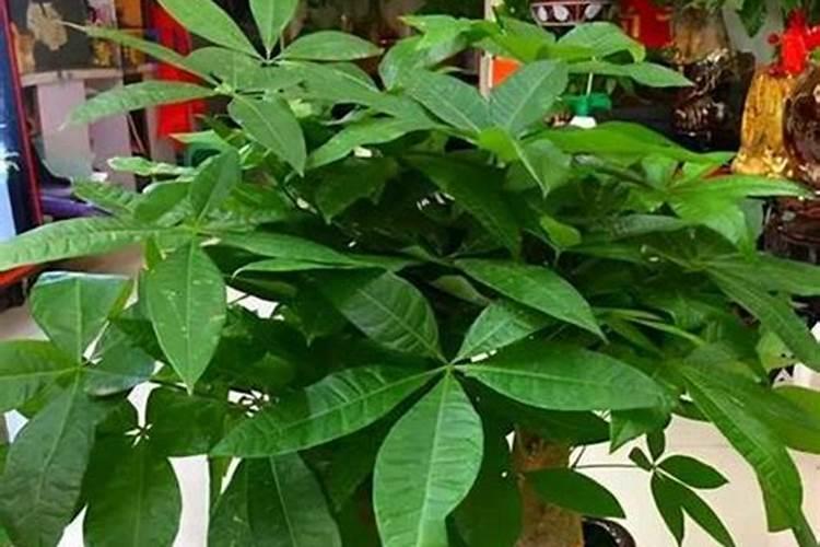 垂青旺财好有机水溶肥料40公斤一桶多少钱？
