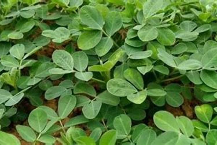 花生叶面肥用什么高产 什么时候施肥好