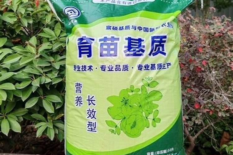 怎样繁殖新几内亚凤仙？