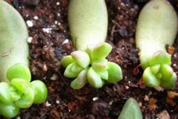 家里种植多肉植物好吗？养殖多肉都有什么优缺点？