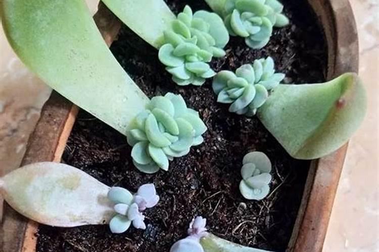 防止肉肉致死的六个小技巧学会养成胖圈越老越值钱!