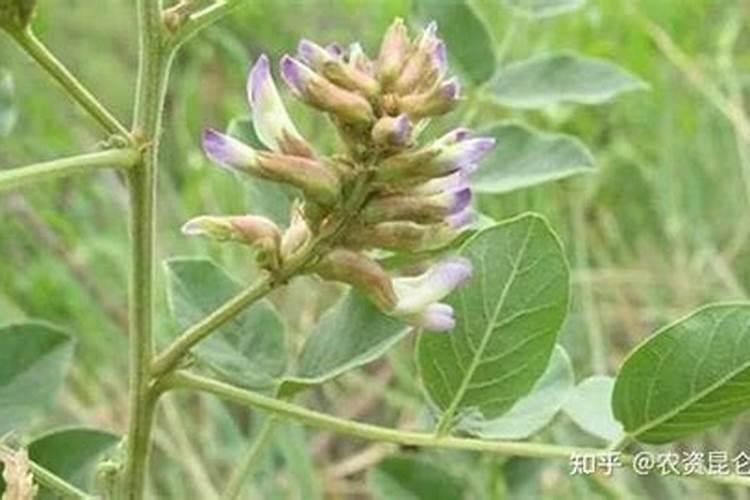 老师甘草枯萎是怎么回事？求解答。