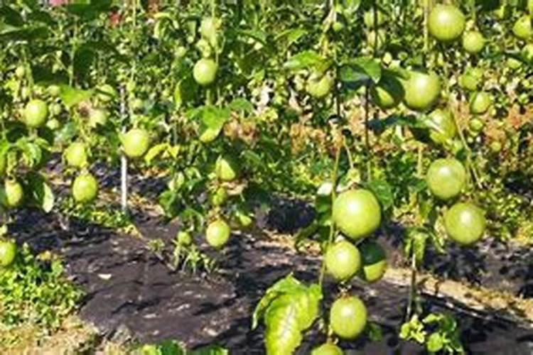 百香果树为何只长藤不开花结果