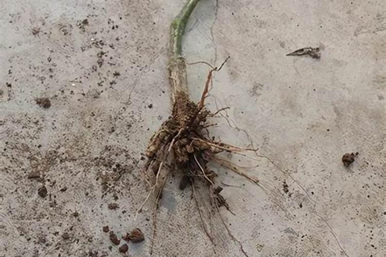 紫米种植方法