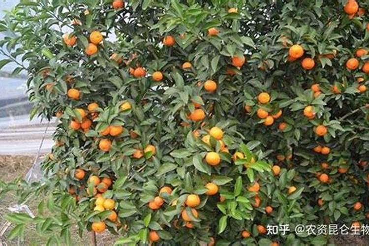 沙糖桔果皮厚什么原因 怎么防治解决
