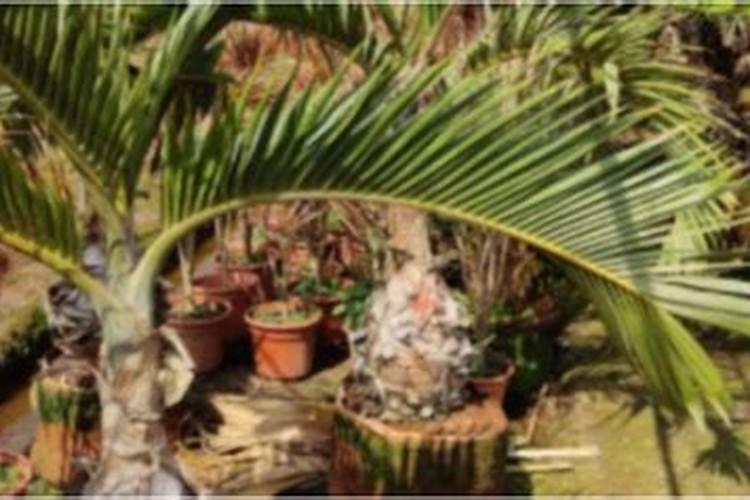 哪些植物适合室内栽培