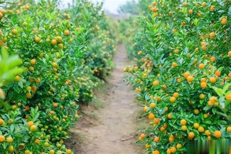 鲁冰花如何种植