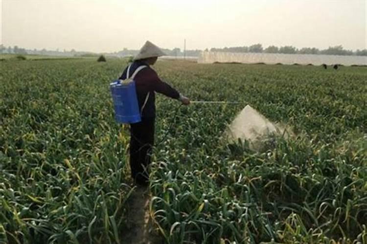 叶面肥怎样用好？