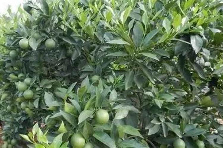 柑橘苗期施什么肥料？