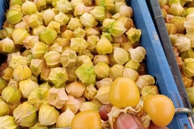 下雨天能给花浇水吗？