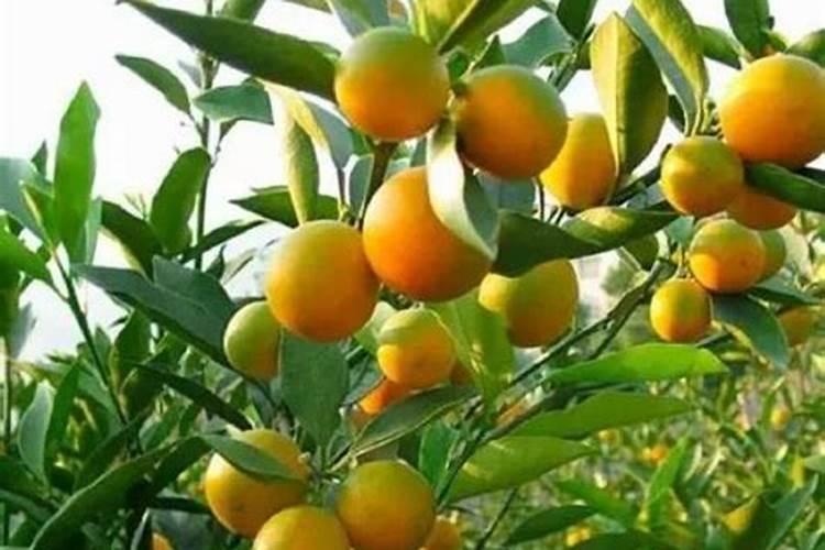 在广安种植金桔怎么样？
