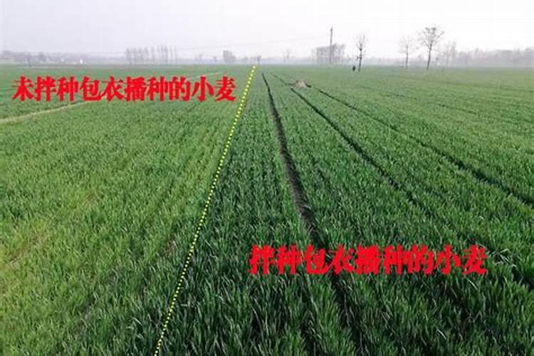 小麦黄花叶病用什么药