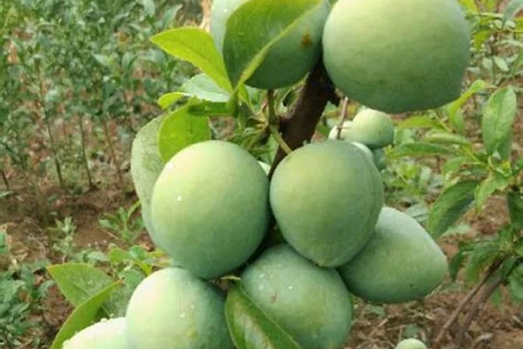 乙烯利在红菜苔上的使用