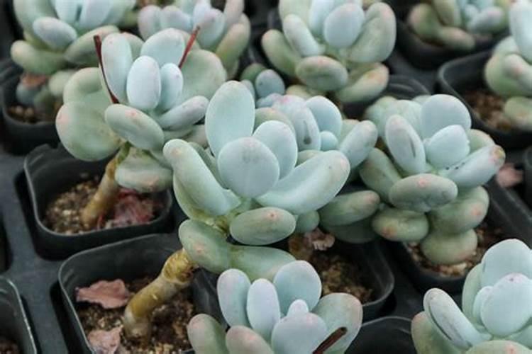 硼酸镁晶须硼酸镁晶须性能指标