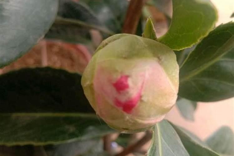 罗汉果花叶病用什么药防治？