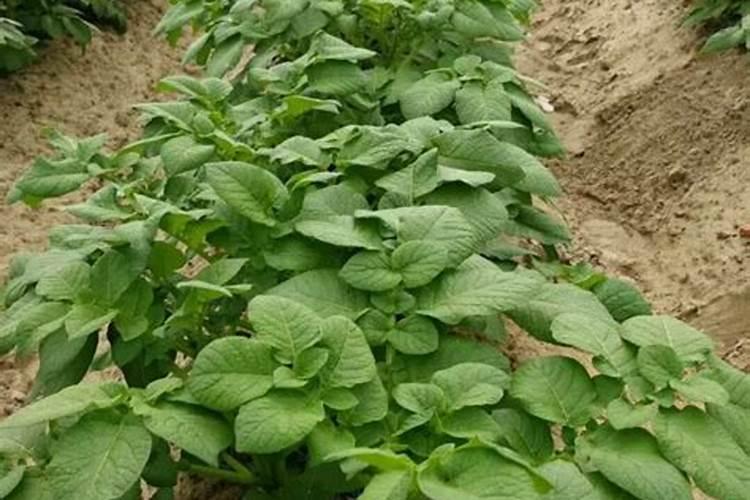 化肥可以直接丢施在地表吗？