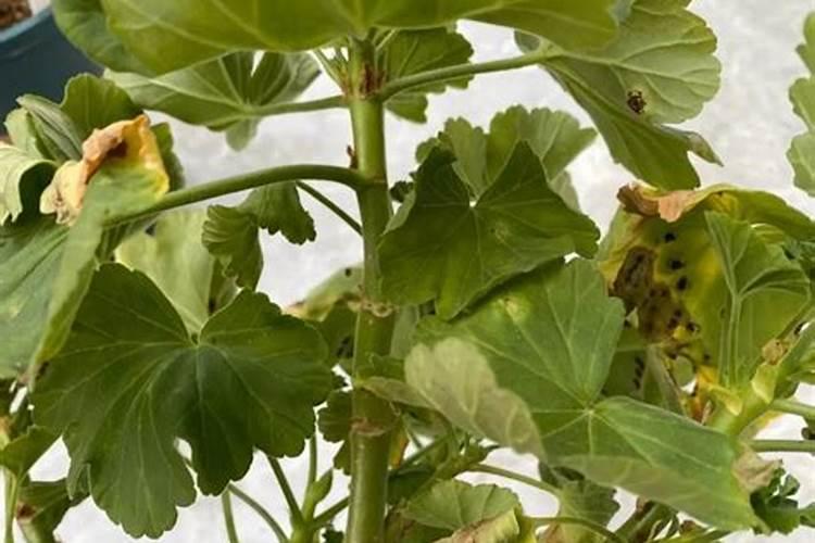 171717硫酸钾复合肥价格多钱一袋