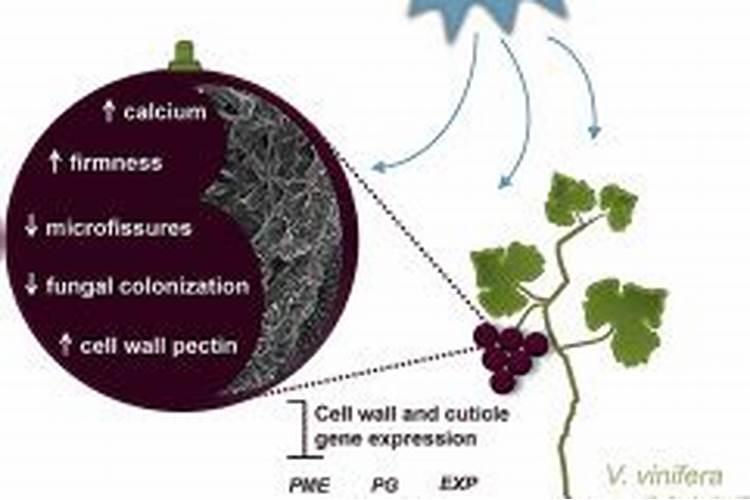 植物的根是吸收营养的,叶也能吸收营养吗