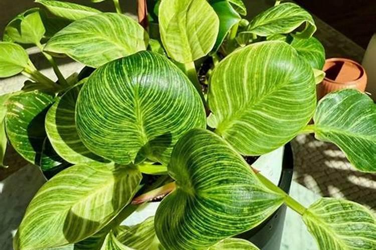 用尿素砱肥如何配制二铵