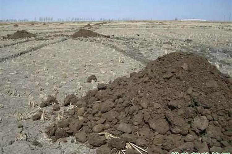 绿剑茶栽培后该如何管理？