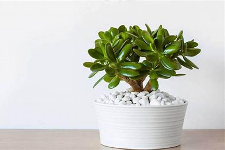 平安树哪时候施肥和怎样施肥呢 平安树什么时候施肥