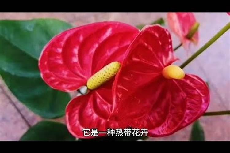 红掌夏季能施肥吗？养殖红掌正确的施肥方法