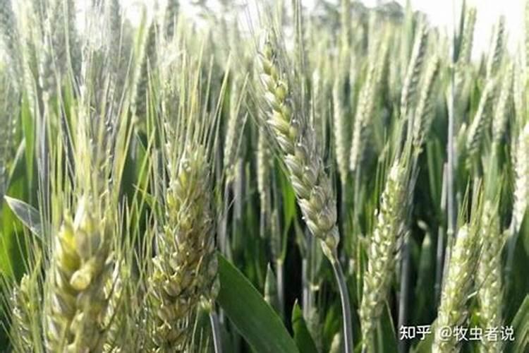 水肥一体化技术相比传统灌溉和施肥方式有哪些主要优点