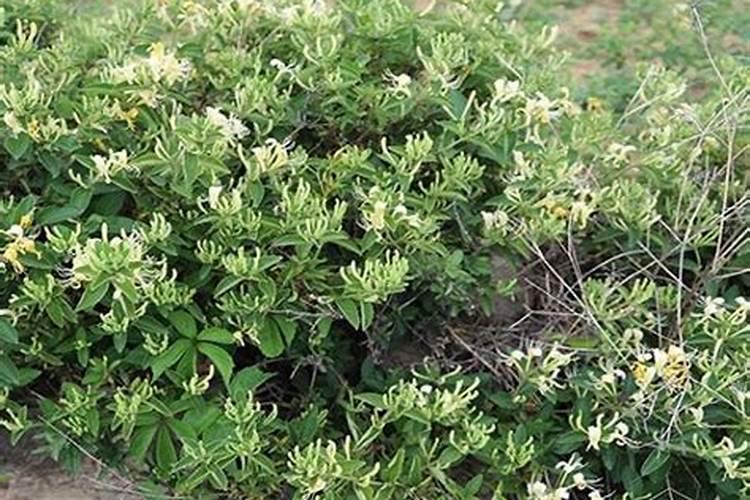 金银花用什么肥料有助长根？金银花用什么叶面肥？金银花喷施昆仑风...