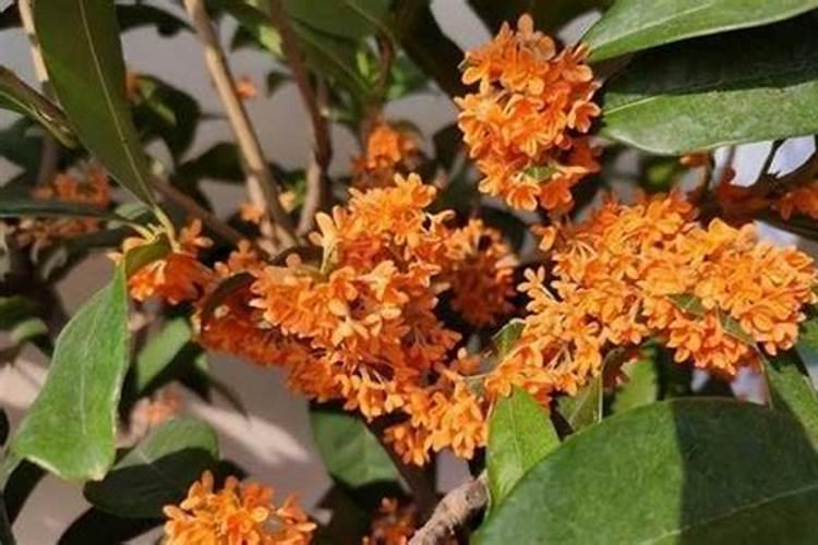 君子兰缺了氮,磷,钾等元素,需要怎么拯救