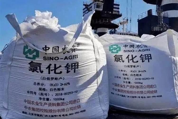 发财树怎么养护用什么肥生根 发财树如何养护用什么肥生根