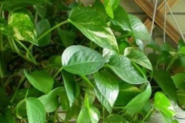 绿萝施肥方法,最好施加氮肥为主的肥料