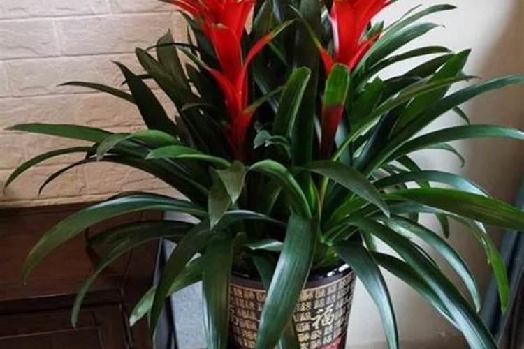 鸿运当头怎么施肥