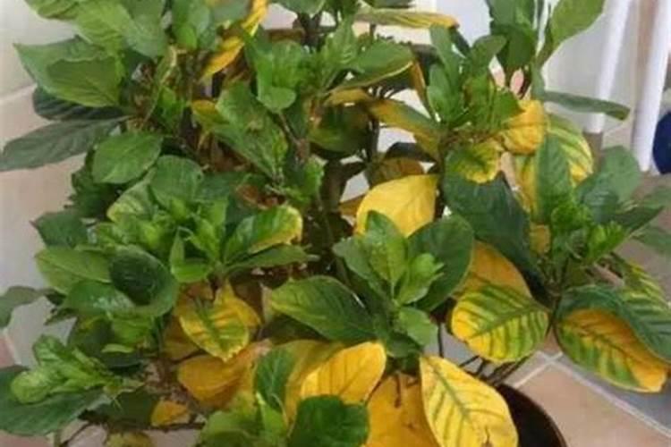 花叶子发黄的的原因和解决办法