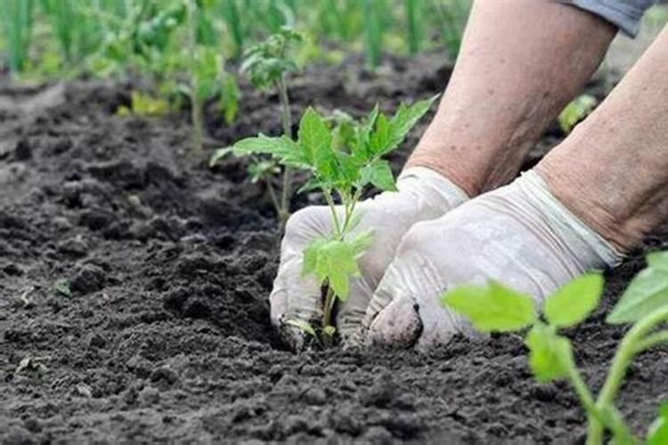 黑宝茄子上什么肥好