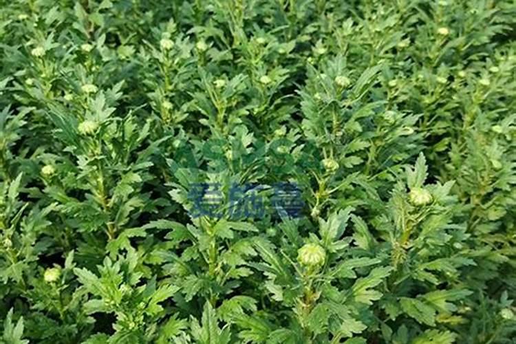 菊花施什么肥料好
