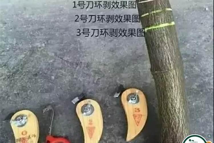 柑橘环割过重树都黄了!该怎么补救呢？