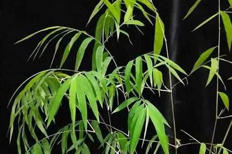 内门竹叶子背面有带翅膀的虫子,怎么回事