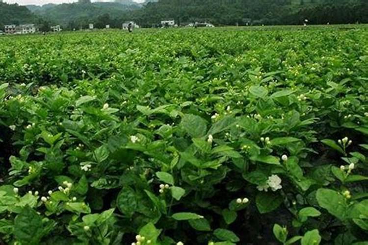 茉莉花施肥时间和方法