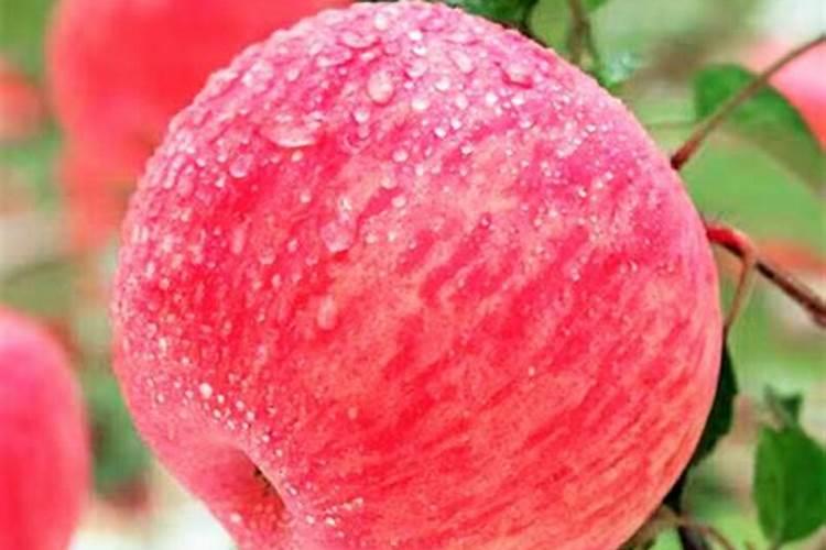 红富士苹果膨大期怎么施肥