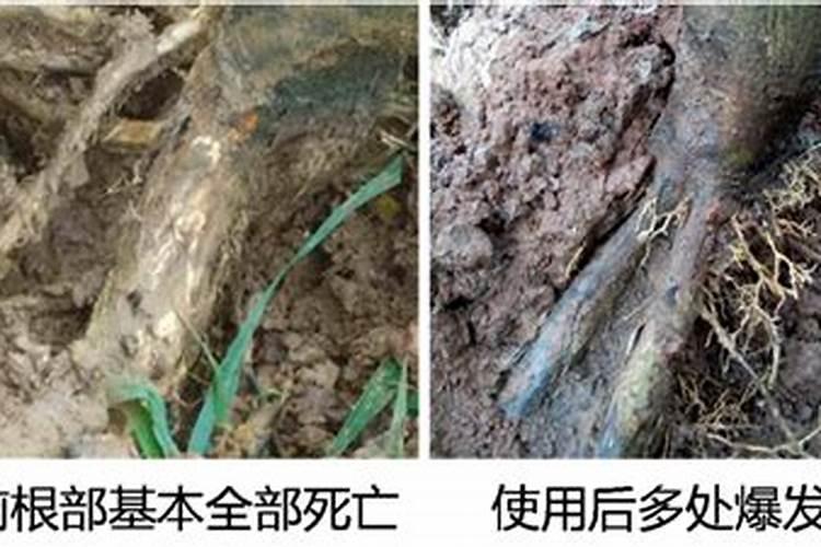 开花素好还是磷酸二氢钾好