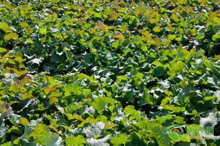 种油菜籽用什么肥料最好 栽油菜施什么肥产量高