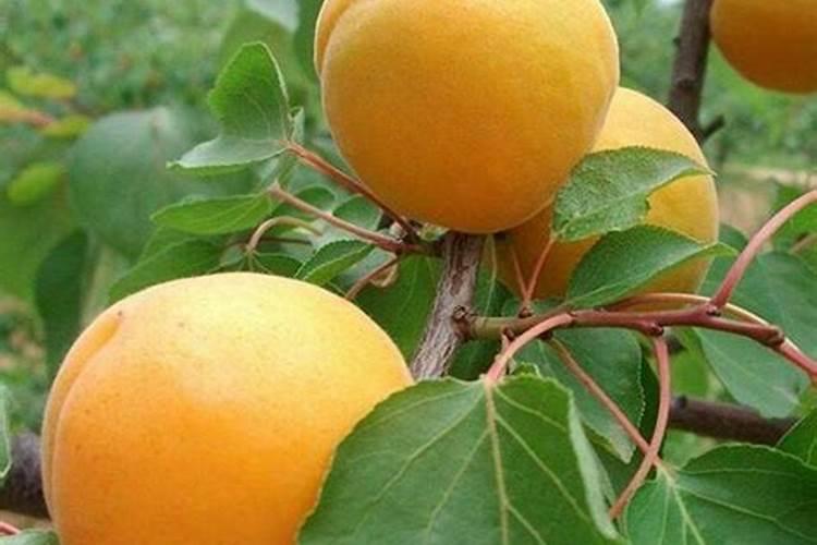 青菜叶子发黄为什么